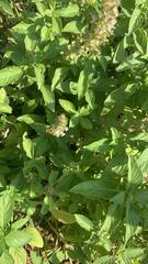 Lamiaceae