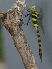 Anax immaculifrons