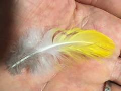 Drepanoptila holosericea