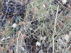 Bituminaria bituminosa