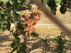 Pistacia vera