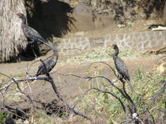 Microcarbo africanus