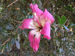 Ceiba speciosa image