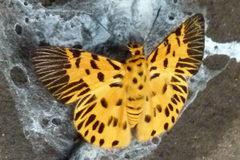Odina decorata