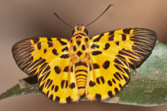 Odina decorata