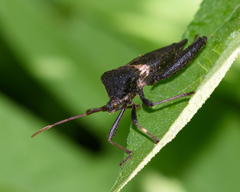 Acanthocephala femorata