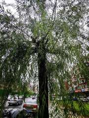 Magnoliopsida