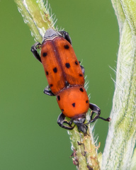 Rhodobaenus tredecimpunctatus