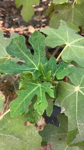 common fig