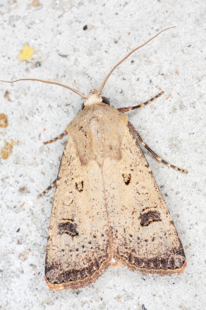 Crescent Dart