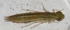 Anax indicus