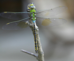Anax indicus