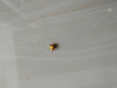 Aspidimorpha furcata