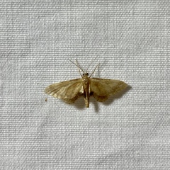 Idaea trypheropa
