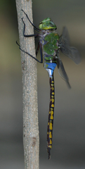 Anax indicus