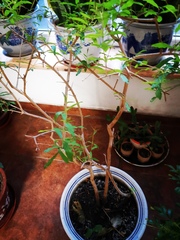 Capparis canescens