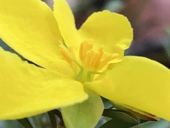 Hibbertia diffusa