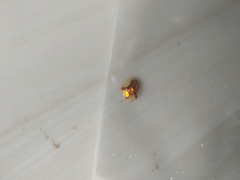 Aspidimorpha furcata