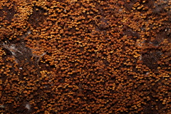 Xeromphalina leonina