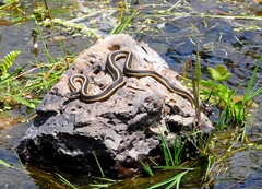 Thamnophis elegans elegans