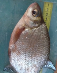 Blicca bjoerkna