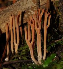 Ramariopsis ramarioides