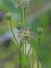 Opercularia vaginata
