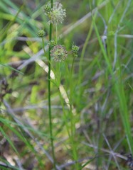 Opercularia vaginata