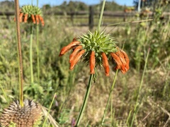Leonotis nepetifolia nepetifolia