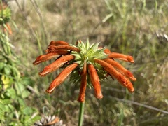 Leonotis nepetifolia nepetifolia