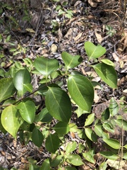 Jasminum simplicifolium