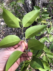 Jasminum simplicifolium