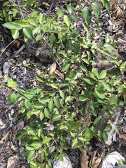 Jasminum simplicifolium