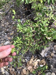 Jasminum simplicifolium