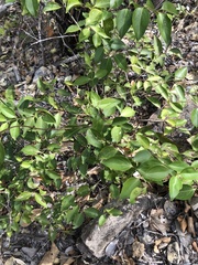 Jasminum simplicifolium