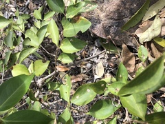 Jasminum simplicifolium