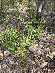 Jasminum simplicifolium