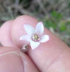 Philotheca buxifolia