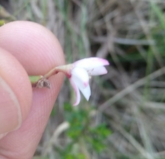 Philotheca buxifolia