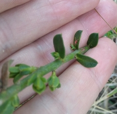 Philotheca buxifolia