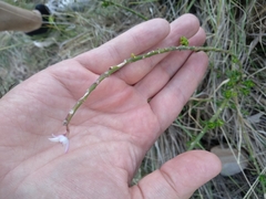 Philotheca buxifolia