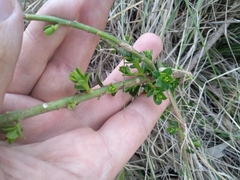 Philotheca buxifolia