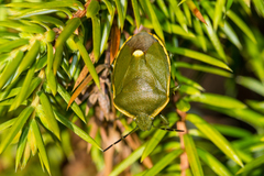 Chlorochroa juniperina