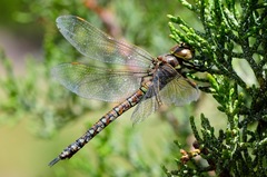 Rhionaeschna californica
