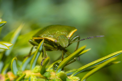 Chlorochroa juniperina