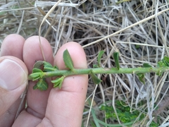Philotheca buxifolia
