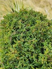 Chenopodium nutans nutans