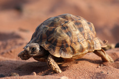 Psammobates oculifer