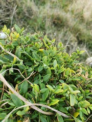 Chenopodium nutans nutans