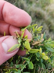 Chenopodium nutans nutans
